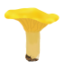 Kantarellappen